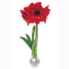 Waxed Amaryllis Bulb -  Blooms Without Water or Soil