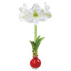 Waxed Amaryllis Bulb -  Blooms Without Water or Soil