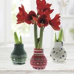 Waxed Amaryllis Flower Bulbs with Nordic Sweaters
