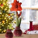 Waxed Amaryllis Flower Bulbs with Nordic Sweaters