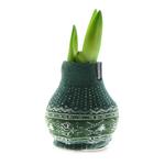 Waxed Amaryllis Flower Bulbs with Nordic Sweaters