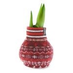 Waxed Amaryllis Flower Bulbs with Nordic Sweaters