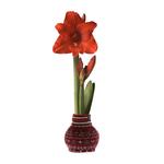Waxed Amaryllis Flower Bulbs with Nordic Sweaters