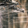 Webcaster Gun - Creates Highly Realistic Halloween Cobwebs