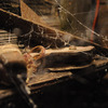 Webcaster Gun - Creates Highly Realistic Halloween Cobwebs