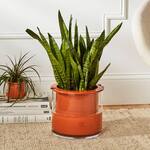 Wet Pots - Self-Watering Terracotta Pots