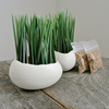 Wheatgrass Egg Planters