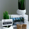 Wheatgrass Egg Planters