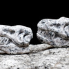 Whiskey Bones - Chillable Granite T-Rex Skulls