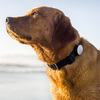 Whistle - Activity Monitor For Dogs