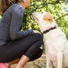 Whistle - Activity Monitor For Dogs