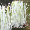 White and Green Variegated Cat Grass