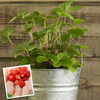 Wild Strawberry Plant