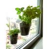 Windowherbs - Transparent Suction Cup Herb Pots