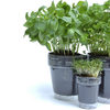 Windowherbs - Transparent Suction Cup Herb Pots