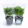 Windowherbs - Transparent Suction Cup Herb Pots
