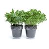 Windowherbs - Transparent Suction Cup Herb Pots