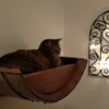 Wine Barrel Wall Hanging Cat Bed