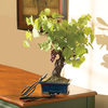 Wine Grape Bonsai