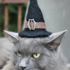 Witch Hat For Cats