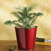 Wollemi Pine - 200 Million Year Old Plant Species