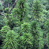 Wollemi Pine - 200 Million Year Old Plant Species