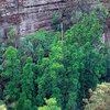 Wollemi Pine - 200 Million Year Old Plant Species
