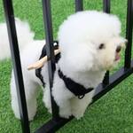 Wooden Bone Protective Dog Harness - Prevents Escape Through Openings