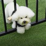 Wooden Bone Protective Dog Harness - Prevents Escape Through Openings