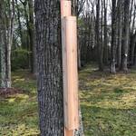 Woodpecker Drumming Bongo
