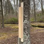 Woodpecker Drumming Bongo