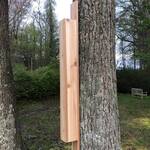 Woodpecker Drumming Bongo