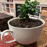World's Largest Coffee Cup