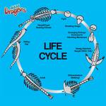 World's Smallest Aqua Dragons - Tiny Living Aquatic Pets