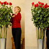 World's Tallest Red Roses
