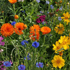 Wrap And Grow - Gift Wrap Embedded With Flower Seeds