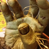 Zombie Planter - Grow Your Own Zombie!