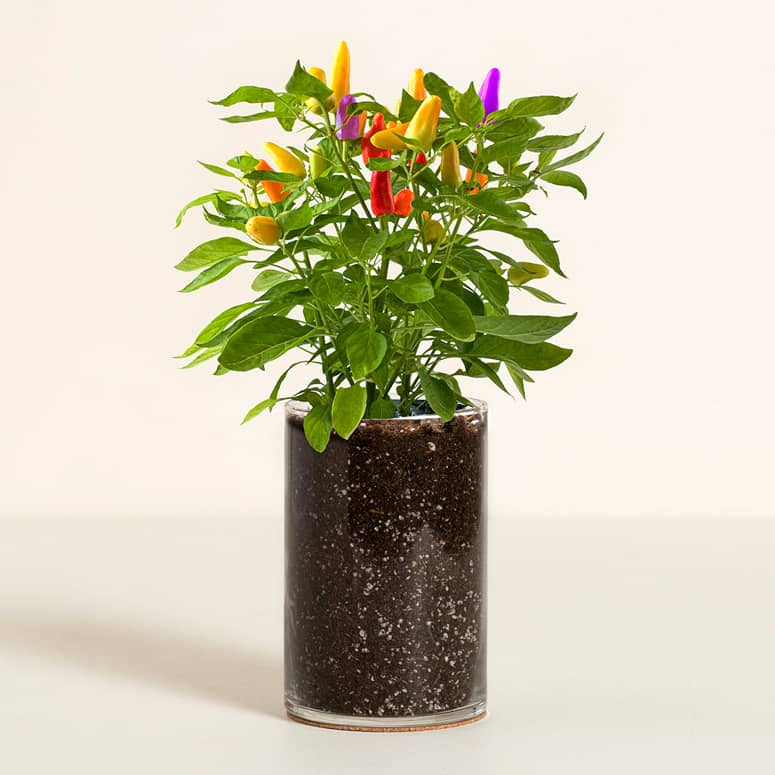 Christmas Lights Mini Pepper Grow Kit The Green Head