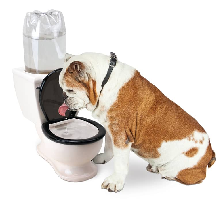 Miniature Toilet Dog Water Bowl The Green Head