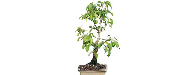 Apple Bonsai Tree