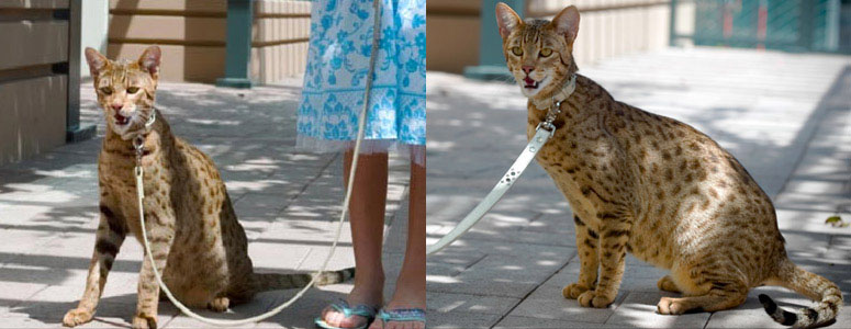 Ashera - World's Largest, Rarest and Most Exotic $20,000 House Cat