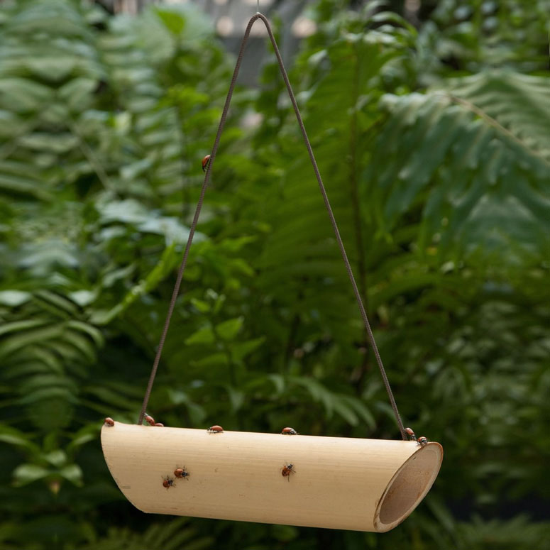 Bamboo Ladybug Feeder