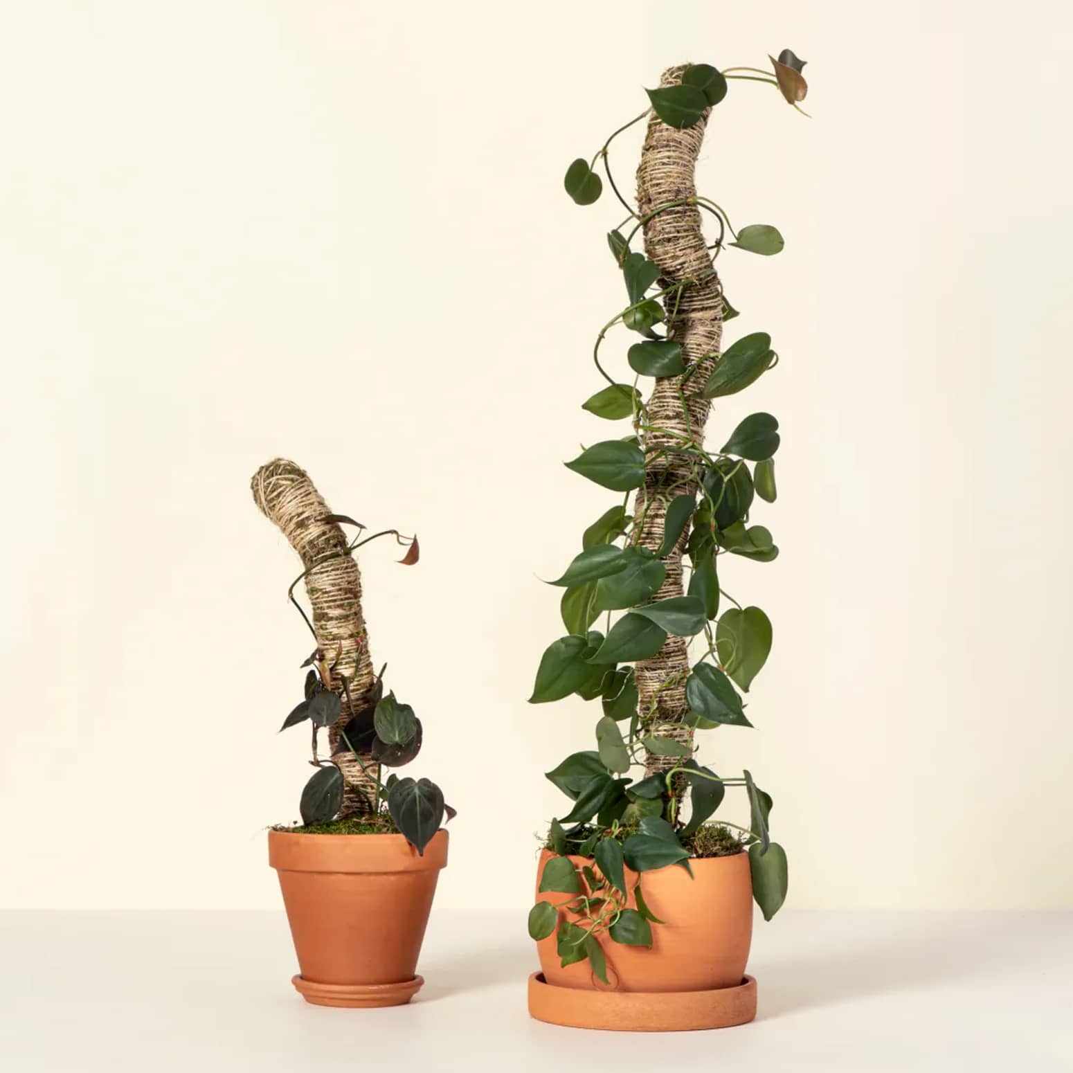 Bendable Moss Poles for Climbing Vines and Plants