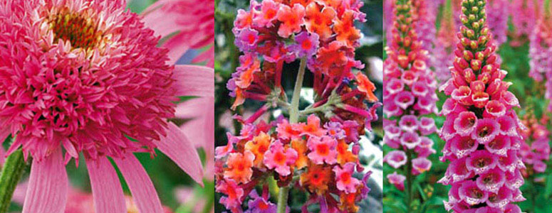 Butterfly Bush Collection - Attract Butterflies, Hummingbirds and More!