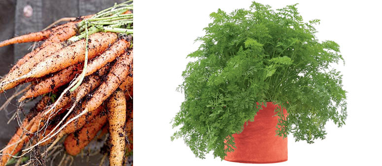 Carrot Grow Bag