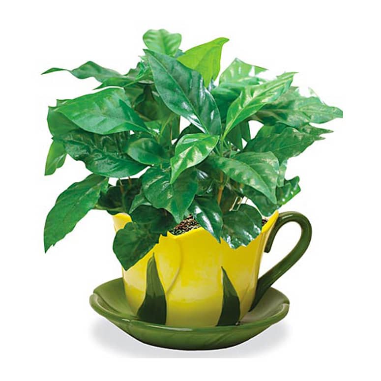 Coffee Plant - Grow Your Own Coffee Beans