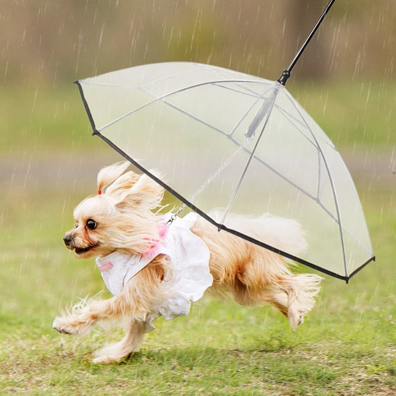 Dog Umbrella With Built-In Leash