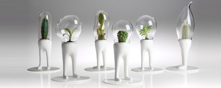 Domsai Terrariums