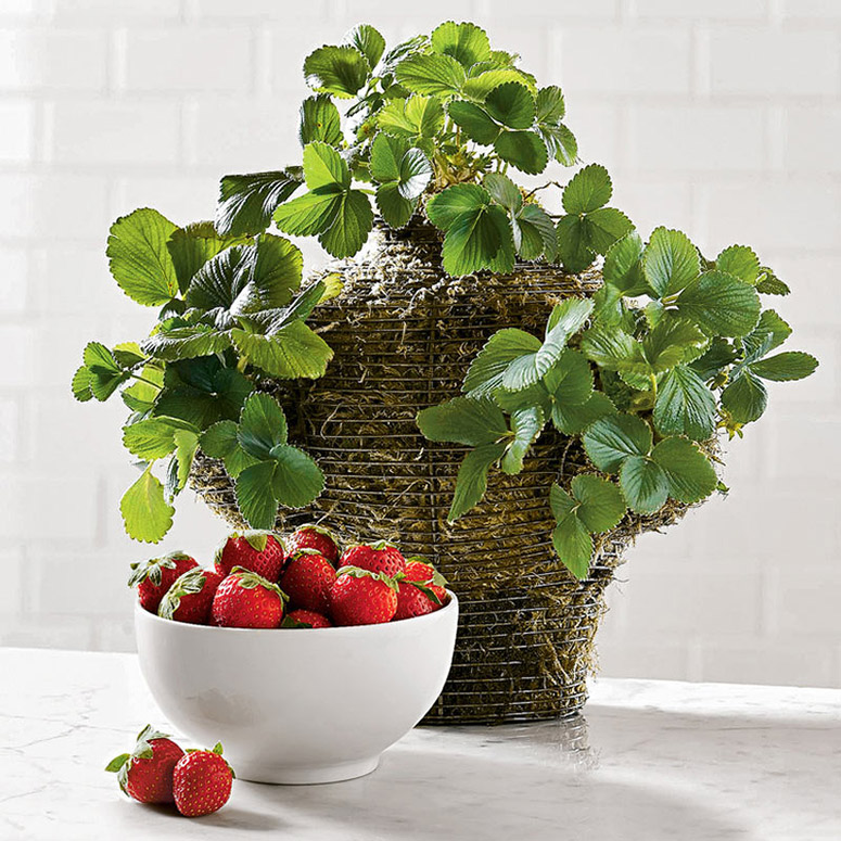 Garden Strawberry Plants in Wire Basket