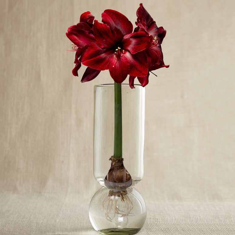 Glass Forcing Vase - Make Flower Bulbs Bloom In Any Season